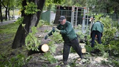 «Шанса выжить у них не было»: во Львове дерево упало на молодую пару (фото, видео 18+) - sharij.net - Львов
