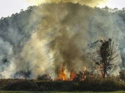 Сулейман Сойлу - В МВД Турции сообщили, причастны ли террористы к лесным пожарам - rosbalt.ru - Турция - Курдистан