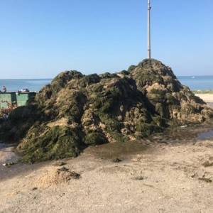 На бердянские пляжи прибило тонны водорослей. Фото. Видео - reporter-ua.com - Запорожье - Бердянск