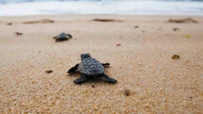 Черепахи оказались в эволюционной «ловушке» из-за пластика - mir24.tv - county Frontier