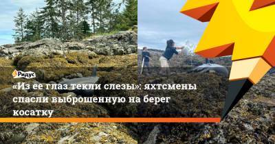 «Из ее глаз текли слезы»: яхтсмены спасли выброшенную на берег косатку - ridus.ru - США - шт.Аляска