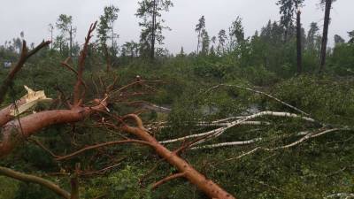 Жительницу Россон прижало деревом из-за сильного ветра - naviny.by - Белоруссия - район Полоцкий