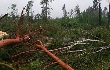 По Россонскому и Полоцкому районам прошел ураган - charter97.org - Белоруссия - район Полоцкий - Витебск