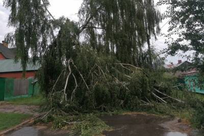 В Курске последствиями шквалистого ветра стали упавшие деревья - chr.mk.ru - Курск