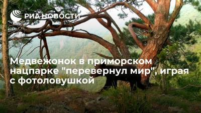 Гималайский медвежонок в нацпарке "Земля леопарда" в Приморье перевернул фотоловушку на 180 градусов - ria.ru - Россия - Приморье край - Владивосток - Дальний Восток