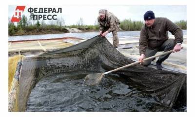 На Ямале выпустили в реку более миллиона мальков муксуна - smartmoney.one