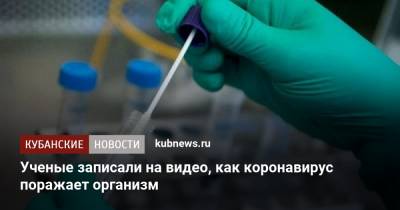 Ученые записали на видео, как коронавирус поражает организм - kubnews.ru - США - Германия - Канада