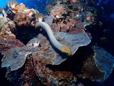 Джеймс Кук - Из-за плохого зрения самцы морских змей принимают дайверов за самок - polit.ru - Австралия
