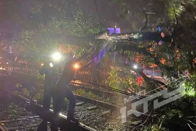 На трамвайные пути в Краснодаре рухнуло дерево - kuban.mk.ru - Краснодар - Абинск