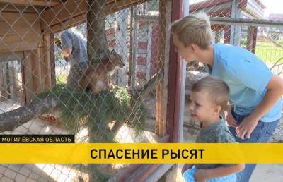 Рысят, потерявших маму во время пожара, спасли ветеринары Могилевского зоосада - ont.by - Белоруссия