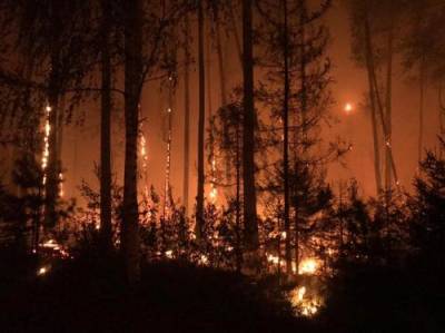 Пожар из Мордовского заповедника добрался до железной дороги в Нижегородской области, движение поездов изменено - argumenti.ru - Москва - Россия - Нижегородская обл.