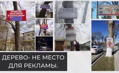 За рубщиками пришли рекламщики. В Ташкенте участились случаи, когда предприниматели используют деревья в качестве рекламных щитов - podrobno.uz - Узбекистан - Ташкент - Экология