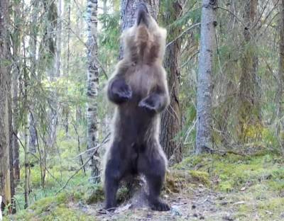 Пришлый медведь-гастролер станцевал ламбаду в Нижне-Свирском заповеднике — видео - ivbg.ru - Украина