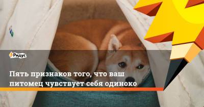 Пять признаков того, что ваш питомец чувствует себя одиноко - ridus.ru