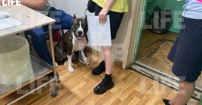 Укусивший семилетнюю девочку в Подмосковье пёс раньше уже нападал на детей - reendex.ru - Московская обл.