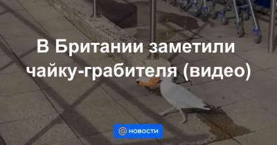 В Британии заметили чайку-грабителя (видео) - news.mail.ru - Англия