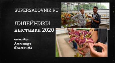 Видео-интервью с Александром Емельяновым: Обзор самых модных сортов лилейников 2020 года - skuke.net - Москва