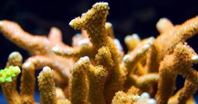 Ученые нашли на дне Тихого океана самый широкий в мире коралл - ren.tv
