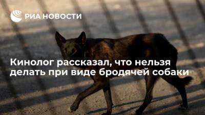 Владимир Голубев - Глава Российской кинологической федерации Голубев: бродячих собак нельзя подкармливать и согревать - ria.ru - Москва - Россия