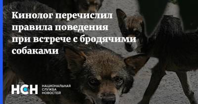 Владимир Голубев - Кинолог перечислил правила поведения при встрече с бродячими собаками - nsn.fm - Россия