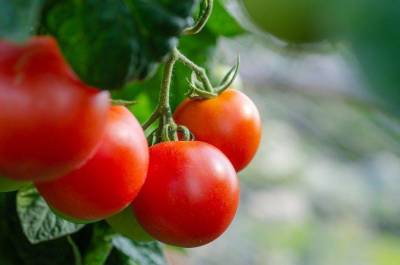 Почему начали гнить помидоры на кусте в теплице: что не так сделал огородник - skuke.net