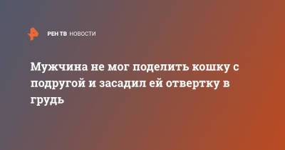 Мужчина не мог поделить кошку с подругой и засадил ей отвертку в грудь - ren.tv - Санкт-Петербург