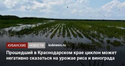 Вениамин Кондратьев - Прошедший в Краснодарском крае циклон может негативно сказаться на урожае риса и винограда - kubnews.ru - Краснодарский край