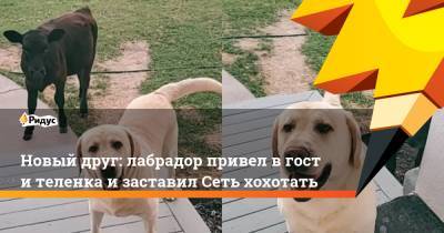 Новый друг: лабрадор привел вгости теленка изаставил Сеть хохотать - ridus.ru