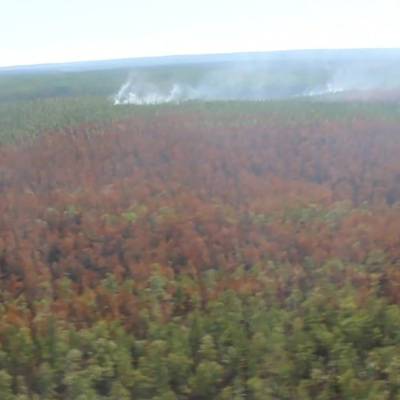 Площадь лесного пожара в Марий Эл увеличилась почти до 900 га - radiomayak.ru - респ. Марий Эл