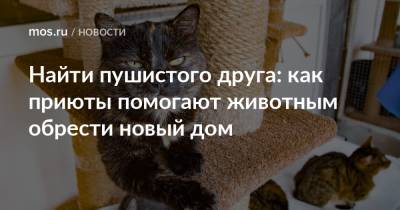 Найти пушистого друга: как приюты помогают животным обрести новый дом - mos.ru - Москва