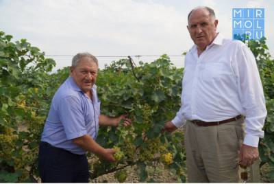 Абдулмуслим Абдулмуслимов - В Дагестане в этом году планируют собрать 200 тысяч тонн винограда - mirmol.ru - респ. Дагестан - район Дербентский