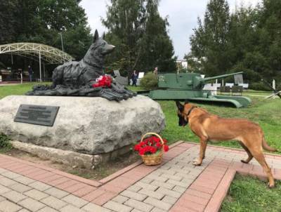 Кинологи Росгвардии показали мастерство и выучку своих питомцев на Дне фронтовой собаки - vpk-news.ru - Россия