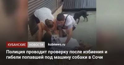 Полиция проводит проверку после избиения и гибели попавшей под машину собаки в Сочи - kubnews.ru - Сочи - Краснодарский край
