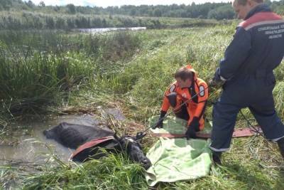 Жители Ленобласти сутки спасали упавшую в реку стельную корову - spb.mk.ru - Ленинградская обл.