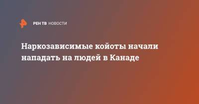 Наркозависимые койоты начали нападать на людей в Канаде - ren.tv - Канада