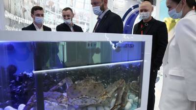 «Звезда» ПМЭФ краб Юрий вернулся домой в Териберку - iz.ru - Израиль - Мурманская обл.