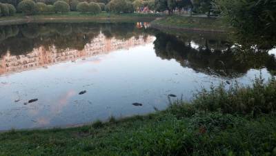 Жители Купчино сообщили о массовой гибели уток в пруду на Белградской - dp.ru - Санкт-Петербург - Купчино