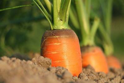 Почему трескается морковь на грядке: ошибки огородника - skuke.net