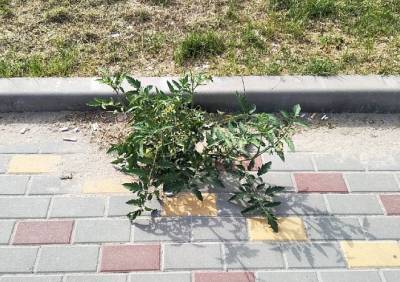 В центре Шилова на тротуаре выросли помидоры - ya62.ru - Рязанская обл.