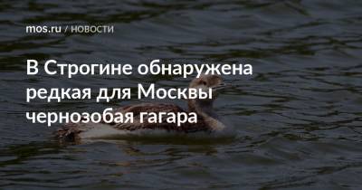 В Строгине обнаружена редкая для Москвы чернозобая гагара - mos.ru - Москва - Россия - Московская обл. - Рязанская обл. - респ. Алтай - Ярославская обл. - республика Карелия