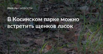 В Косинском парке можно встретить щенков ласок - mos.ru - Москва