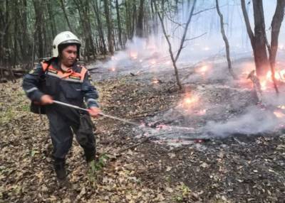 Площадь пожара в национальном парке «Бузулукский бор» под Самарой выросла до 100 га - govoritmoskva.ru - Россия - Самара