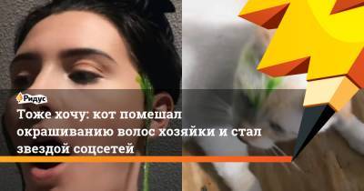 Тоже хочу: кот помешал окрашиванию волос хозяйки и стал звездой соцсетей - ridus.ru