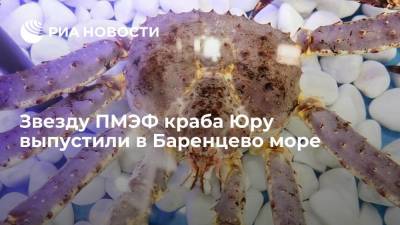 Звезду ПМЭФ краба Юру выпустили в привычную среду в Баренцево море - ria.ru - Россия - Мурманская обл.