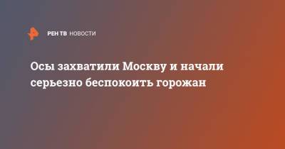 Осы захватили Москву и начали серьезно беспокоить горожан - ren.tv - Москва - респ. Удмуртия - район Щукино