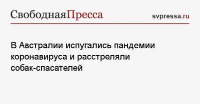 В Австралии испугались пандемии коронавируса и расстреляли собак-спасателей - svpressa.ru - Россия - Австралия