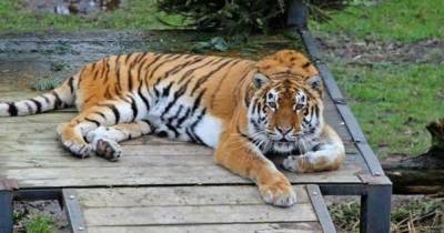Стали известны подробности нападения тигра на человека под Хабаровском - ren.tv - Хабаровский край - Хабаровск
