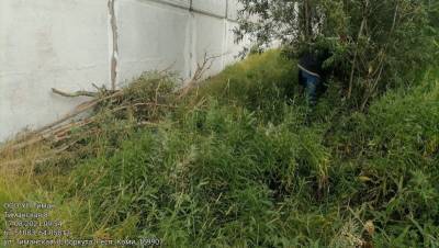 Решаем вместе: в Воркуте после обращения горожан убрали остатки поваленного ветром дерева - komiinform.ru - респ. Коми