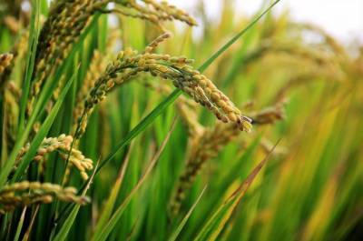 Ученые создали рис с противораковыми свойствами - agroportal.ua - Украина