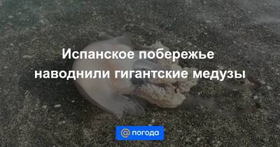 Испанское побережье наводнили гигантские медузы - news.mail.ru - Испания - Экология